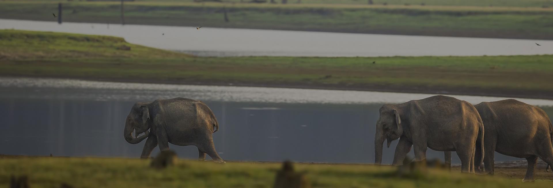 Elephants, Nagarhole National Park