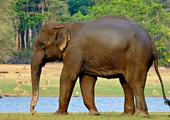 See the Asian elephant in the wild