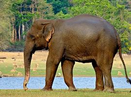 Elephant, Nagarhole National Park