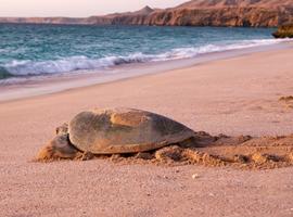 Turtle, Ras Al Jinz