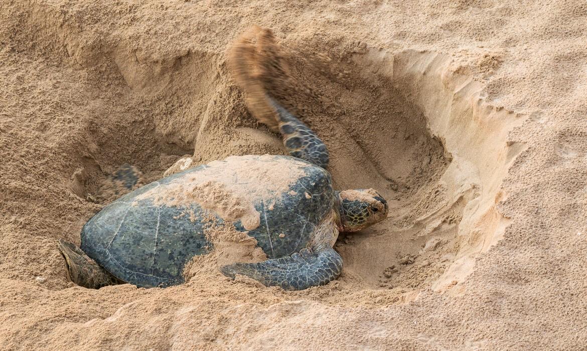 Green Back Turtle nesting in sand, Ras Al Jinz