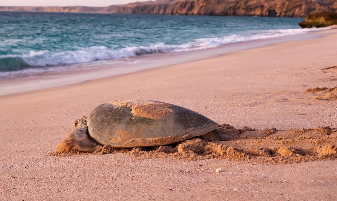 Turtle returning to sea at dawn after laying eggs, Ras Al Jinz