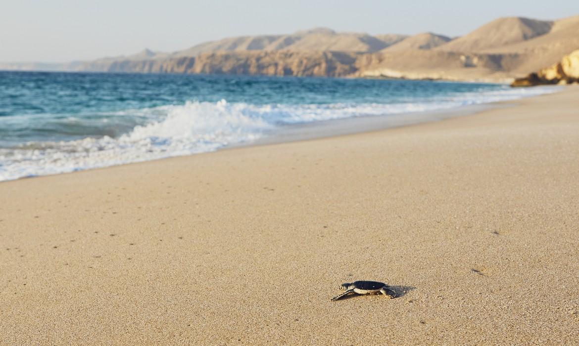 Newborn sea turtle, Ras Al Jinz