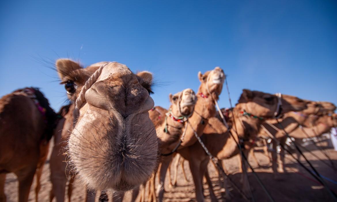 Camel market, Sinaw