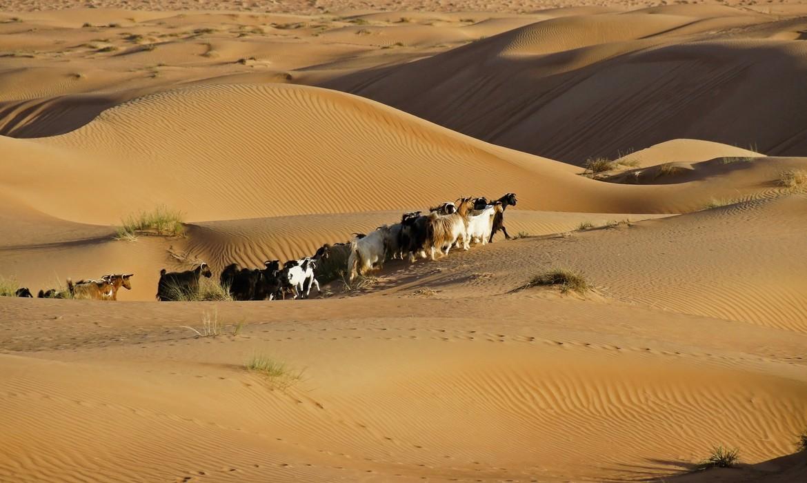 Bedouin goats crossing the dunes of Wahiba Sands