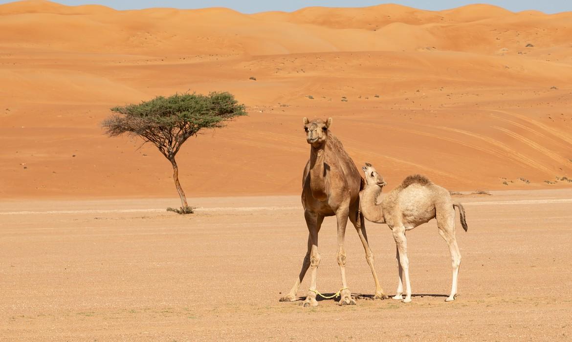 Mother camel cow with calf, Wahiba Sands