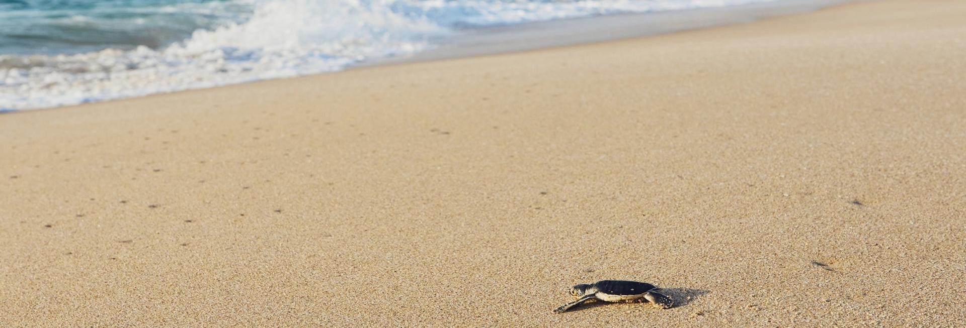 Ras Al Jinz Turtle Reserve