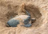 Ras Al Jinz Turtle Reserve