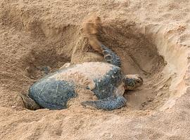 Ras Al Jinz Turtle Reserve