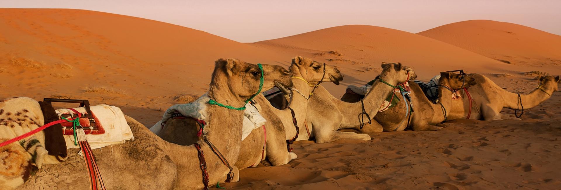 Camel-riding, Wahiba Sands