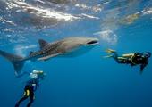 Swim with whale sharks