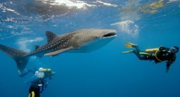Whale sharks, Maldives