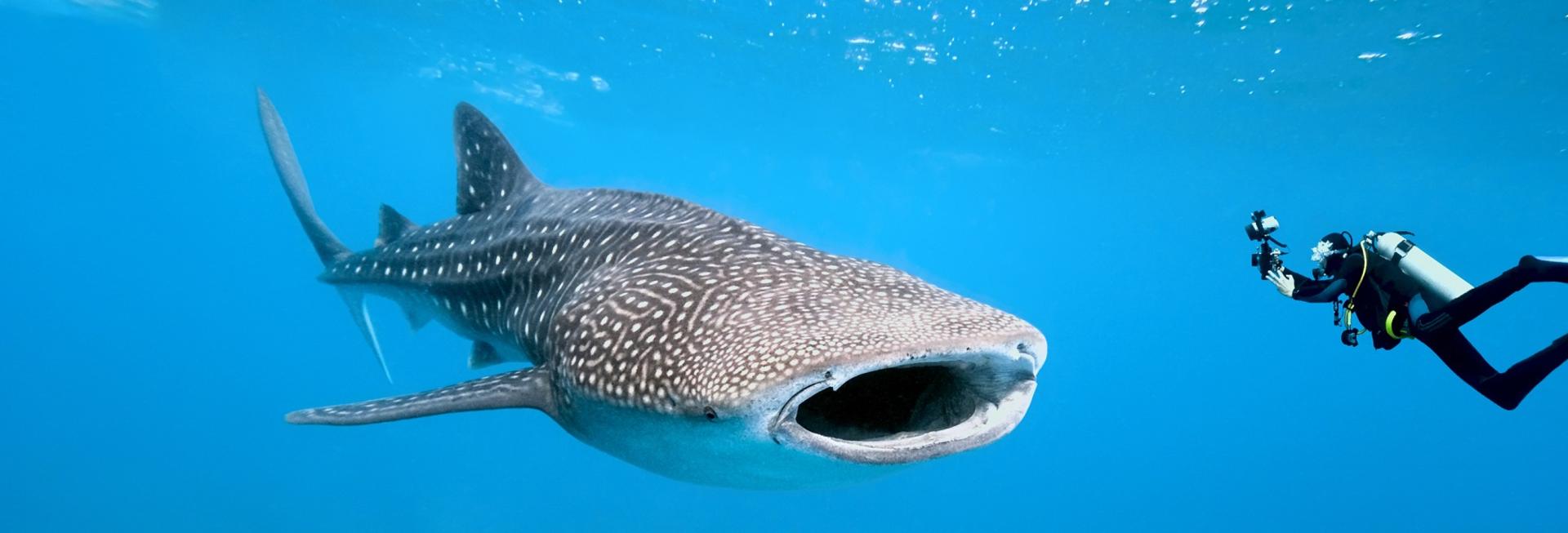 Whale sharks, Maldives