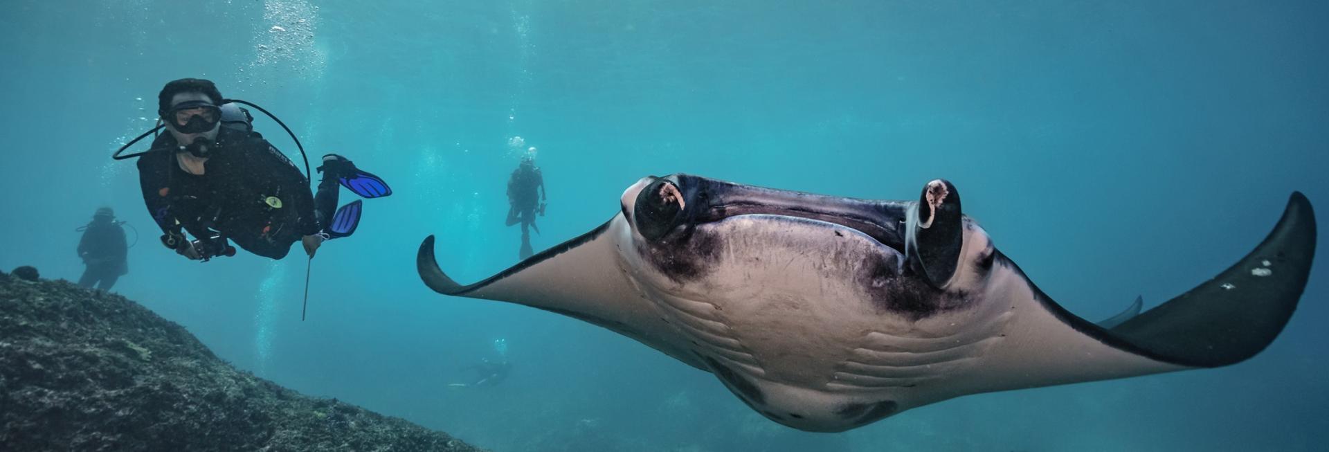 Manta rays, Maldives