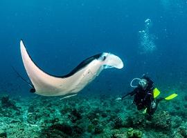 Manta rays, Maldives