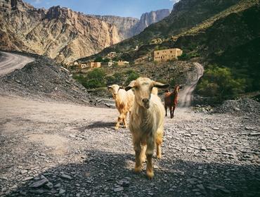 Goats, Jebel Akhdar