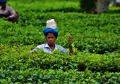 Uncovering Assam & Nagaland
