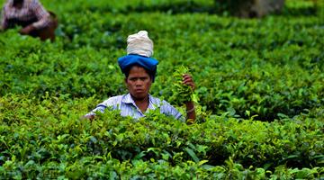 Tour of Assam and Nagaland