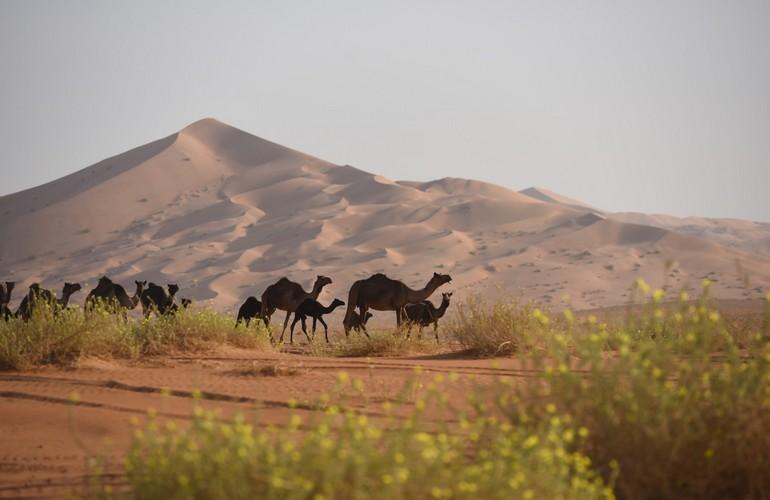 Camels, Souly Lodge Empty Quarter