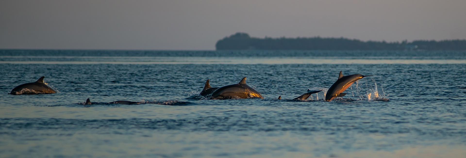 Dolphins, the Maldives