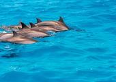 Dolphin spotting cruise