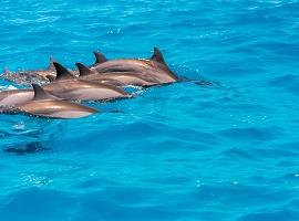 Dolphins, the Maldives