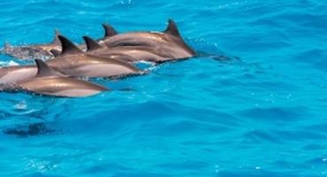 Dolphins, the Maldives
