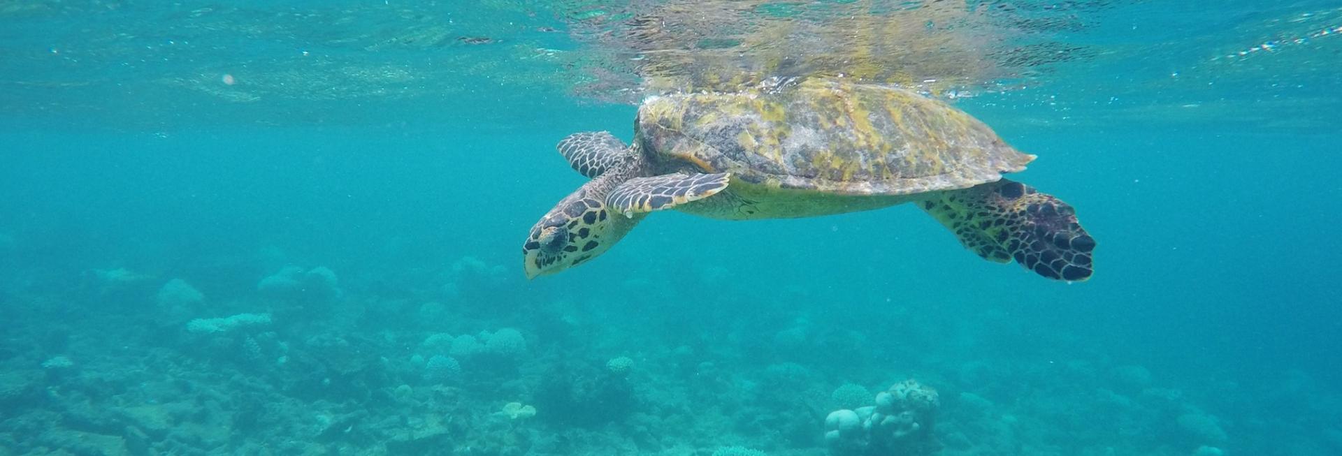 Turtle, Maldives