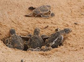 Turtle hatching, Maldives