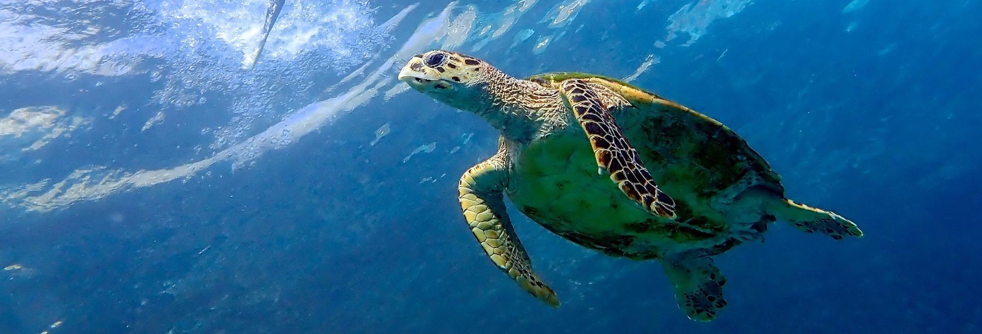 Snorkelling, Maldives