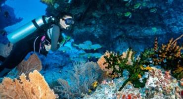 Diving, Maldives