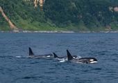 Cruise along the Shiretoko Peninsula