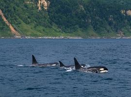 Cruise along the Shiretoko Peninsula