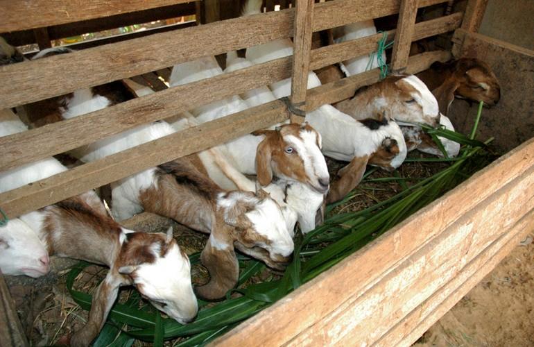 Organic farming, Dewalokam