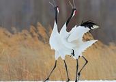 Watch the dance of the red-crowned crane 