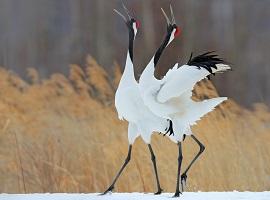 Hokkaido red-crowned crane