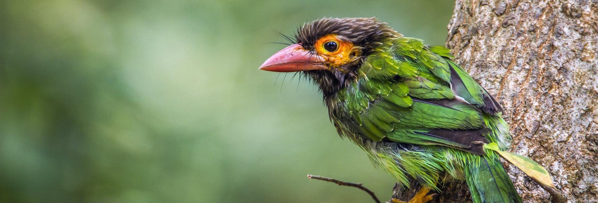 Bird, Kanneliya Rainforest