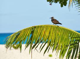 Bird Island