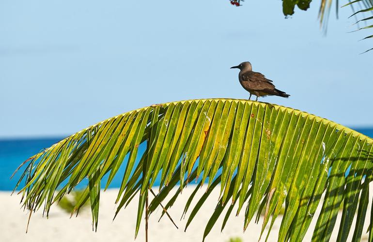 Bird, Bird island