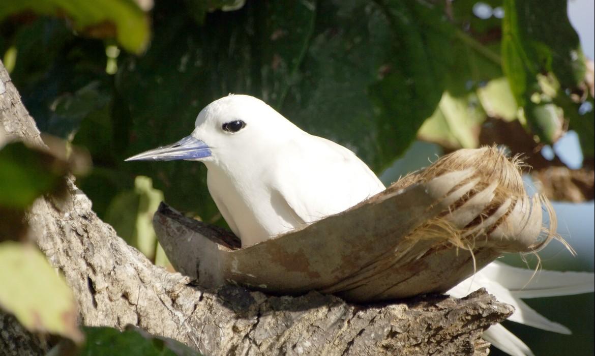 Hatching bird, Bird Island