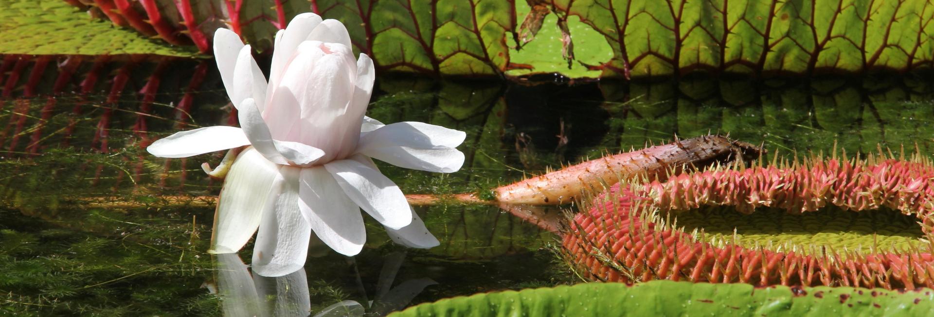 Giant Water Lily, Pamplemousses