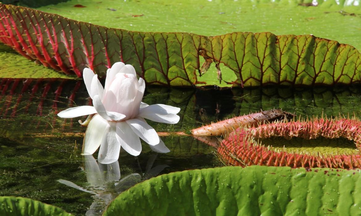 Giant water lily, Pamplemousses