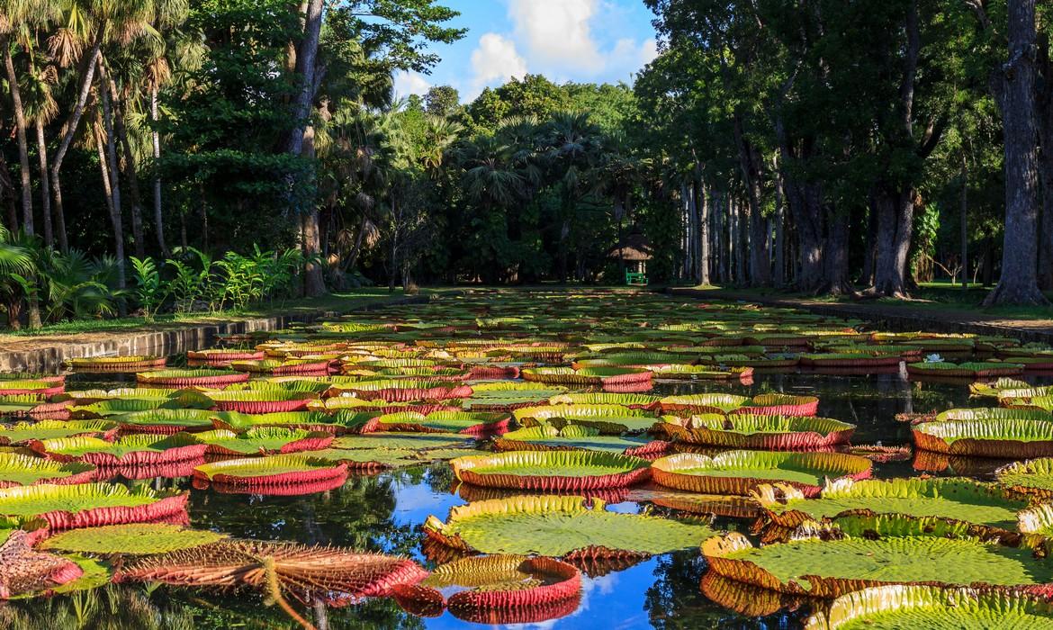 Botanical garden, Pamplemousses