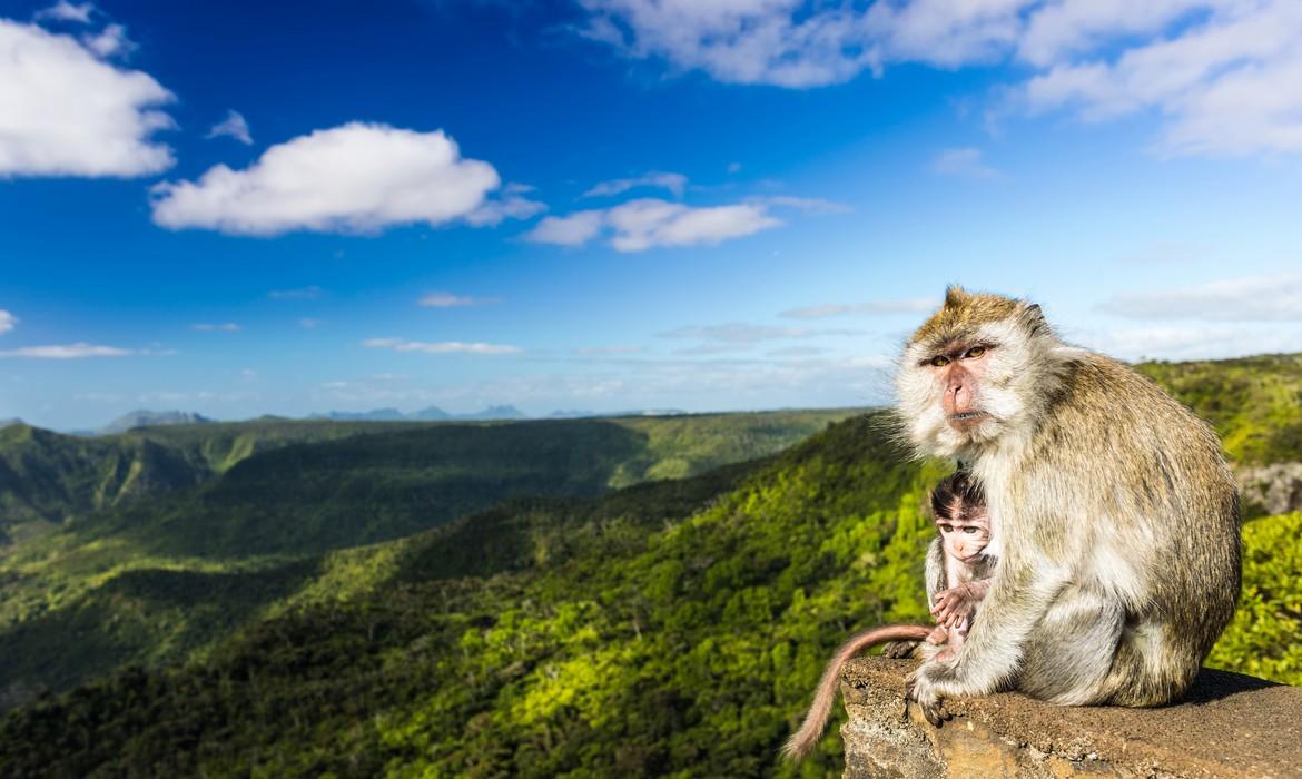 Monkeys, Black River Gorges National Park