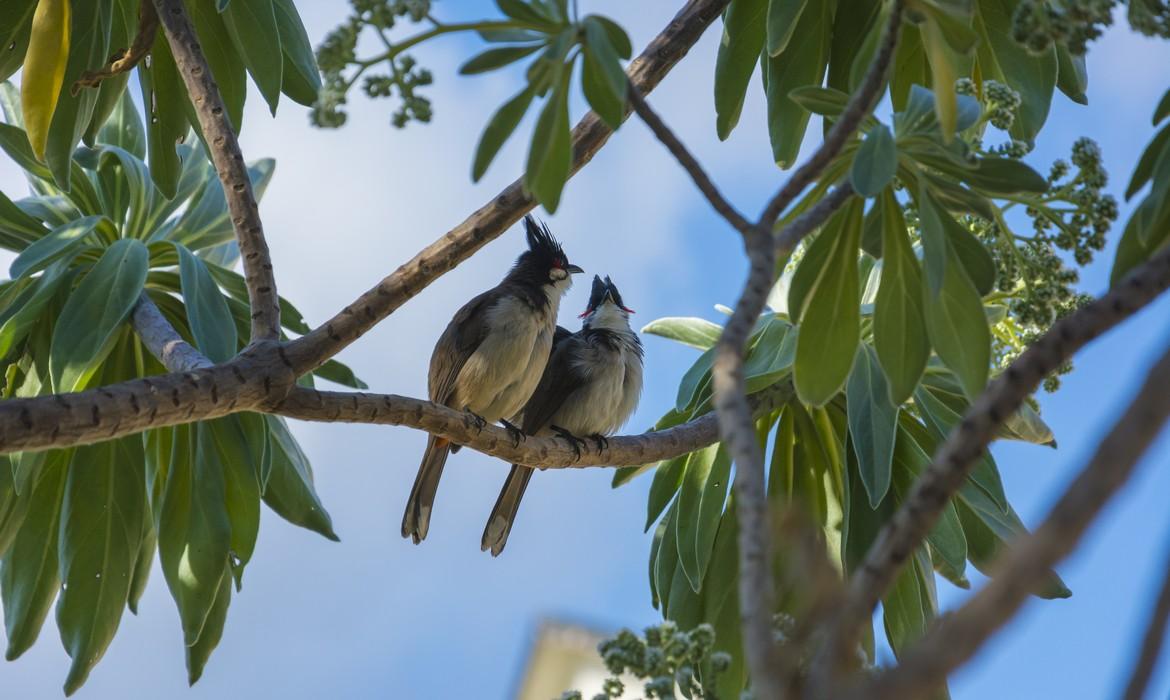 Exotic birds, Balaclava