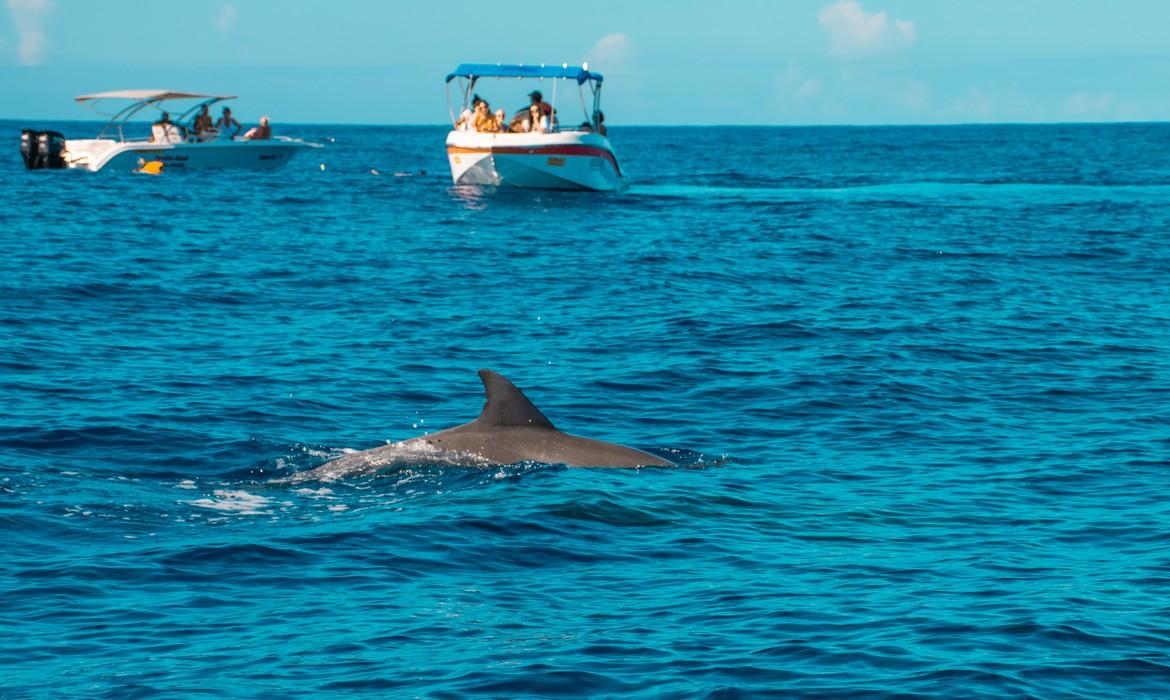 Dolphins, Le Morne
