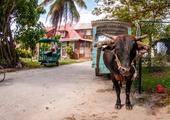 Explore La Digue by bicycle