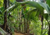 Enter the Vallee de Mai