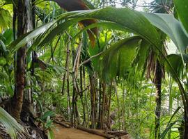 Vallee de Mai, Praslin