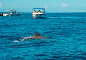 Dolphin Spotting